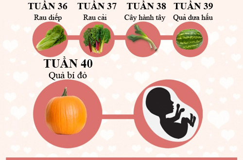 Mô tả thú vị về kích thước thai nhi trong bụng mẹ - 5