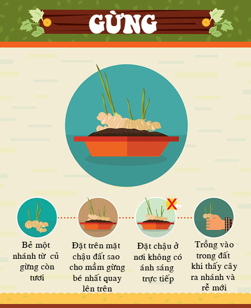 Trồng gừng tỏi quot;Thạch Sanhquot; giúp bé tránh cúm ngày đông - 1