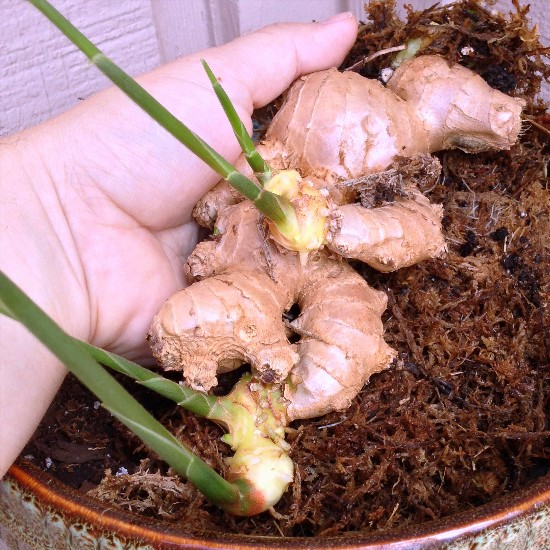 Trồng gừng tỏi quot;Thạch Sanhquot; giúp bé tránh cúm ngày đông - 6