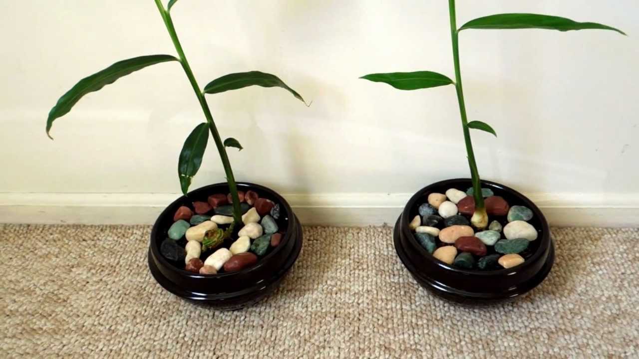 Trồng gừng tỏi quot;Thạch Sanhquot; giúp bé tránh cúm ngày đông - 5
