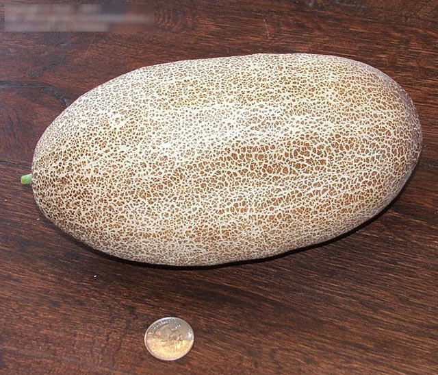 “Bí kíp” trồng dưa chuột khoai tây: Lạ mắt, ngon miệng - 8