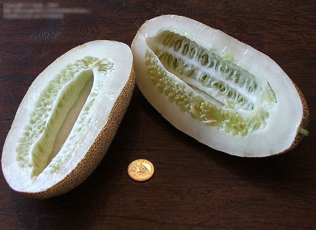 “Bí kíp” trồng dưa chuột khoai tây: Lạ mắt, ngon miệng - 9