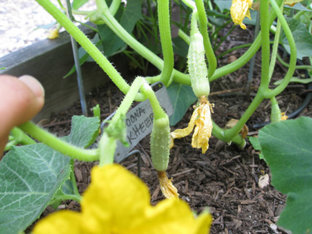 “Bí kíp” trồng dưa chuột khoai tây: Lạ mắt, ngon miệng - 5