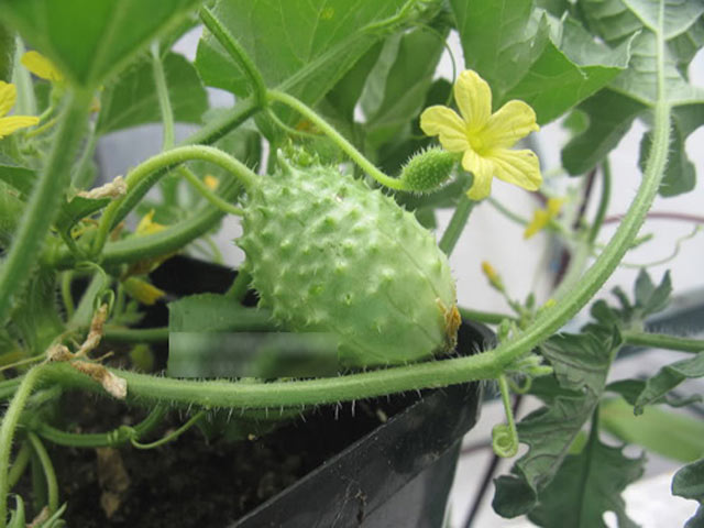 “Bí kíp” trồng dưa chuột khoai tây: Lạ mắt, ngon miệng - 6