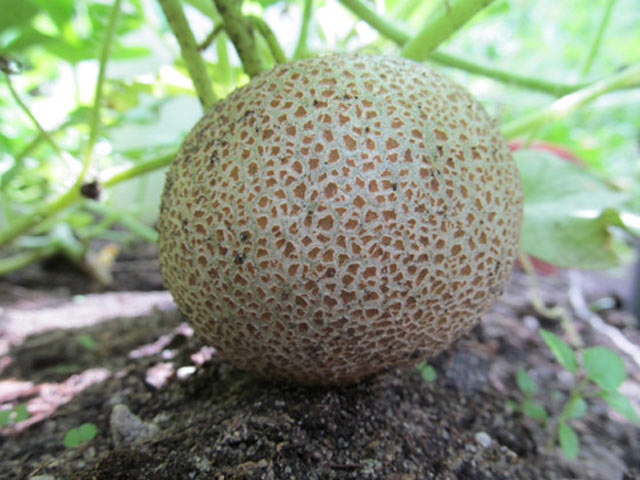 “Bí kíp” trồng dưa chuột khoai tây: Lạ mắt, ngon miệng - 7