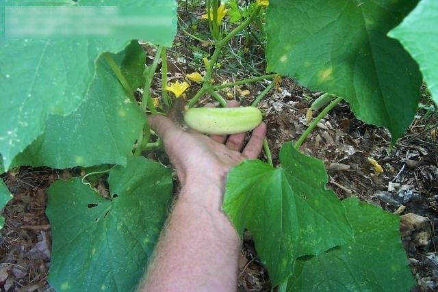 “Bí kíp” trồng dưa chuột khoai tây: Lạ mắt, ngon miệng - 3