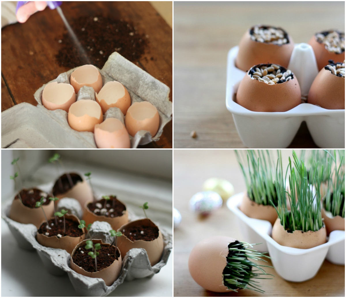 Trồng cây trong vỏ trứng - lựa chọn tuyệt vời! - 1