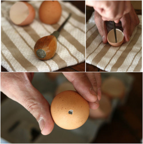 Trồng cây trong vỏ trứng - lựa chọn tuyệt vời! - 3