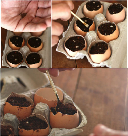 Trồng cây trong vỏ trứng - lựa chọn tuyệt vời! - 6