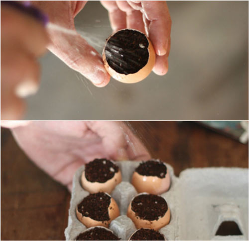 Trồng cây trong vỏ trứng - lựa chọn tuyệt vời! - 7