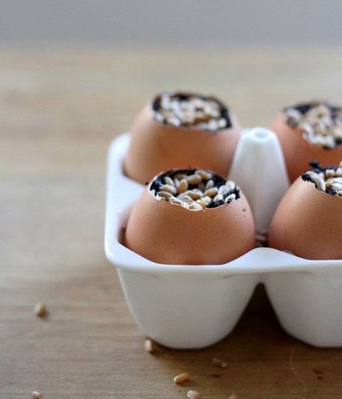 Trồng cây trong vỏ trứng - lựa chọn tuyệt vời! - 8