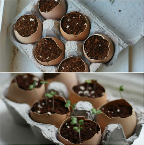 Trồng cây trong vỏ trứng - lựa chọn tuyệt vời! - 9