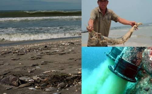 Formosa gây chết cá: Công an làm việc với Sở TNamp;MT Hà Tĩnh - 1