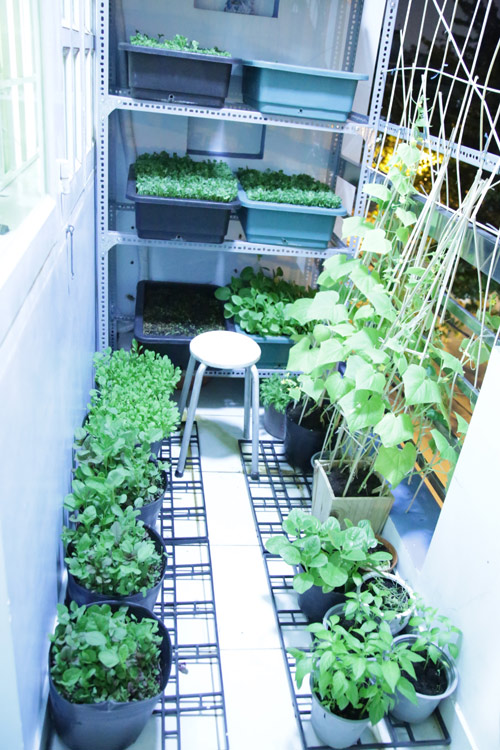 Vườn rau đủ 15 người ăn của hot girl Sài thành - 2