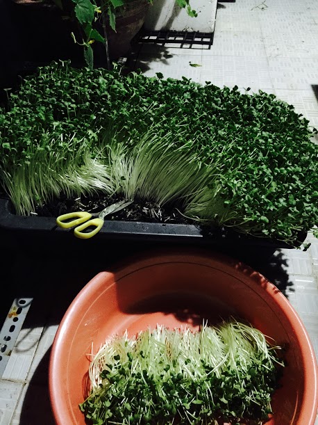 Vườn rau đủ 15 người ăn của hot girl Sài thành - 3