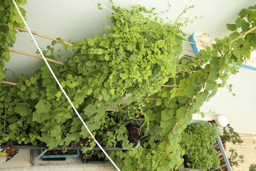 Vườn rau đủ 15 người ăn của hot girl Sài thành - 5