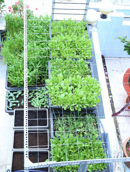 Vườn rau đủ 15 người ăn của hot girl Sài thành - 6