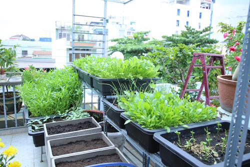 Vườn rau đủ 15 người ăn của hot girl Sài thành - 7