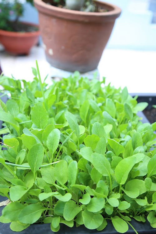 Vườn rau đủ 15 người ăn của hot girl Sài thành - 9