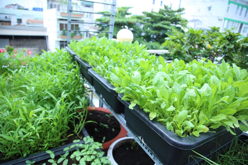 Vườn rau đủ 15 người ăn của hot girl Sài thành - 10