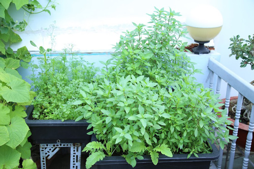 Vườn rau đủ 15 người ăn của hot girl Sài thành - 11