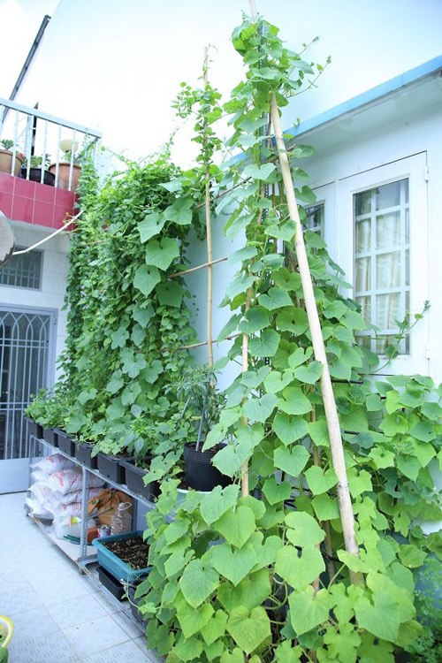 Vườn rau đủ 15 người ăn của hot girl Sài thành - 12