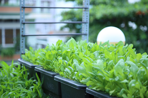 Vườn rau đủ 15 người ăn của hot girl Sài thành - 14