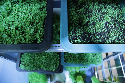 Vườn rau đủ 15 người ăn của hot girl Sài thành - 15