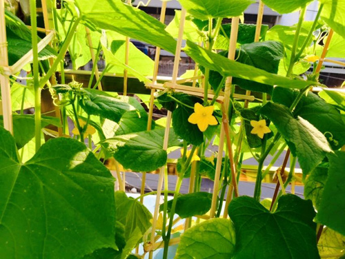 Vườn rau đủ 15 người ăn của hot girl Sài thành - 16