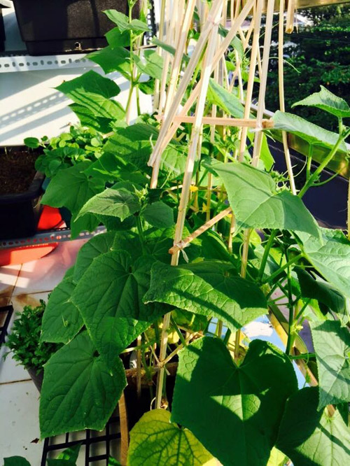 Vườn rau đủ 15 người ăn của hot girl Sài thành - 17