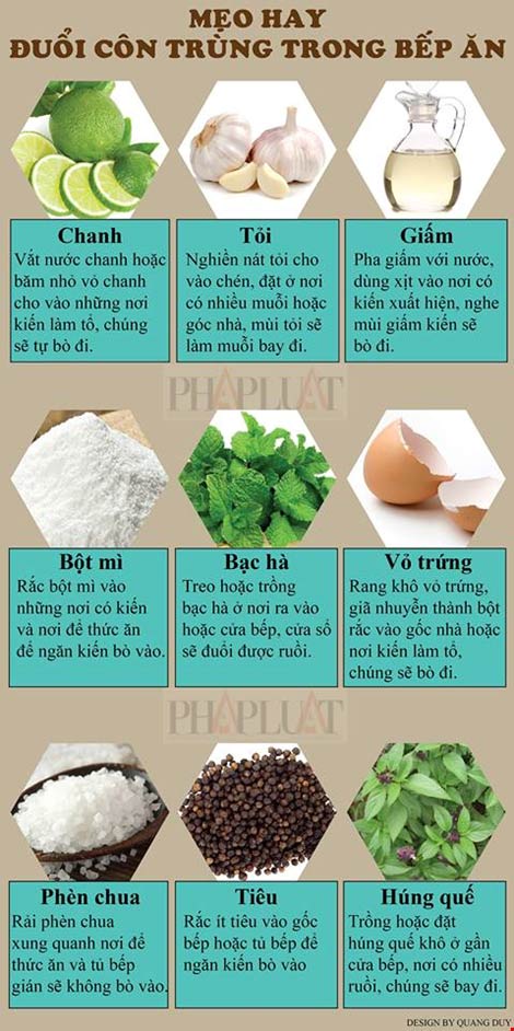 Infographic: Mẹo hay đuổi côn trùng trong bếp ăn - 1