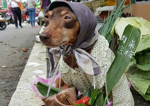 Chú chó bán hàng có phong cách thời trang táo bạo trở nên nổi 