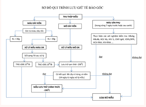Lưu trữ máu cuống rốn - Việc bố mẹ nào cũng nên làm sau sinh - 3