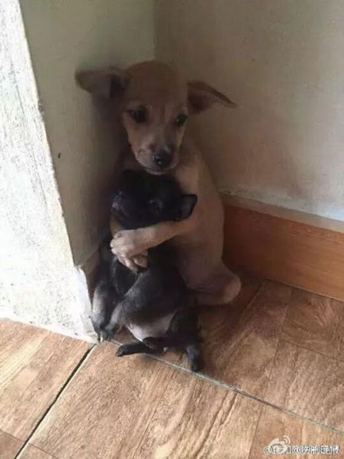 Two dogs hugging each other everywhere and anytime, causing a storm on social networks - 1