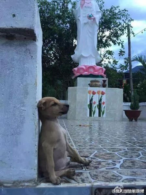 Two dogs hugging each other everywhere and anytime, causing a storm on social networks - 3