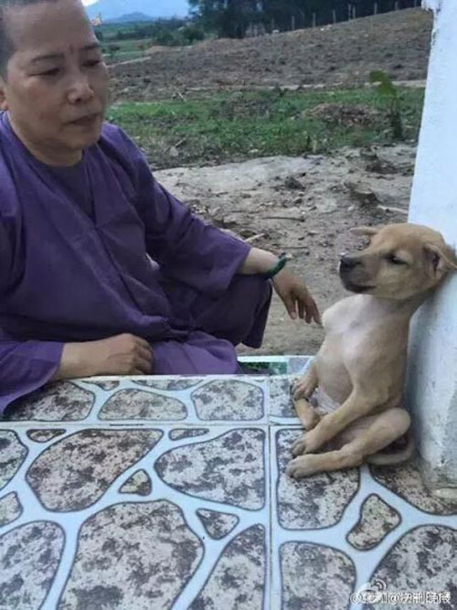 Two dogs hugging each other everywhere and anytime, causing a storm on social networks - 5