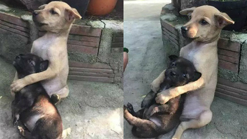 Two dogs hugging each other everywhere and anytime, causing a storm on social networks - 6