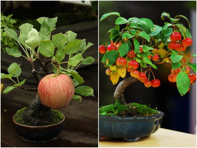 15 cây bonsai siêu độc có tiền mua cũng chẳng được