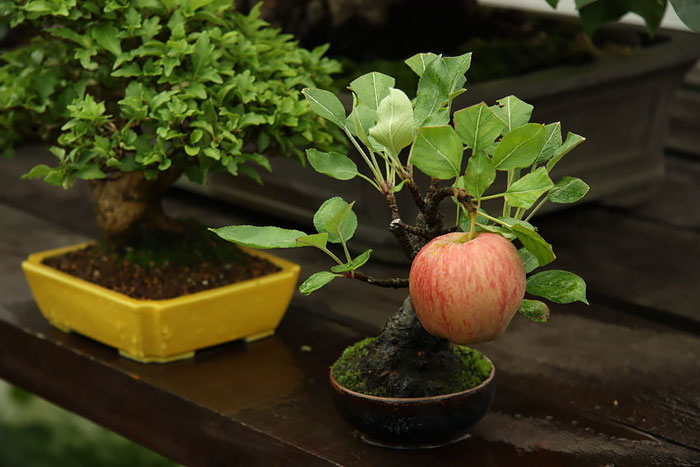 15 cây bonsai siêu độc có tiền mua cũng chẳng được - 8