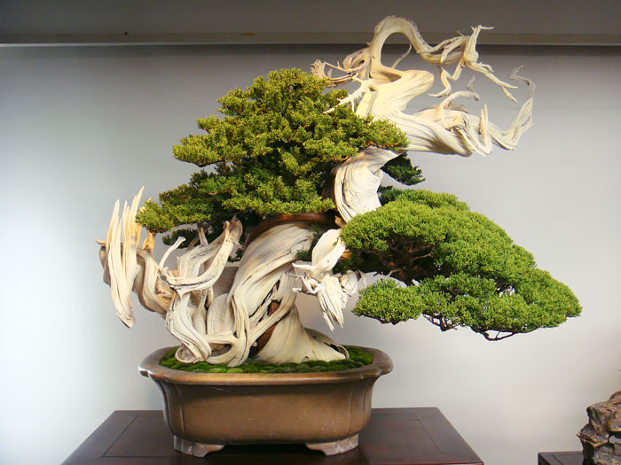 15 cây bonsai siêu độc có tiền mua cũng chẳng được - 11