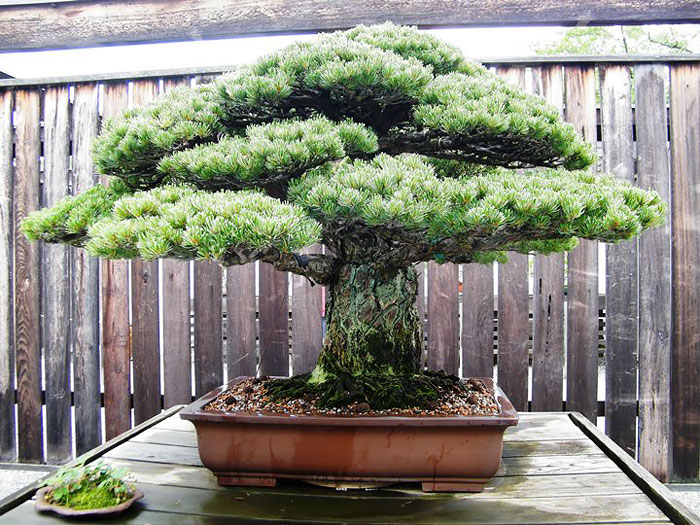 15 cây bonsai siêu độc có tiền mua cũng chẳng được - 12