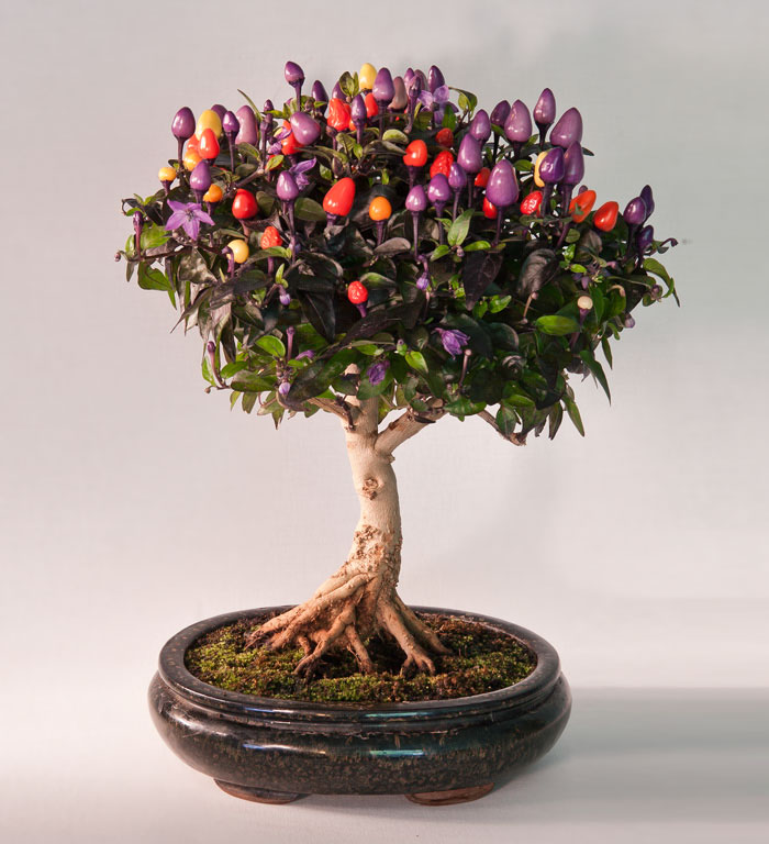 15 cây bonsai siêu độc có tiền mua cũng chẳng được - 13