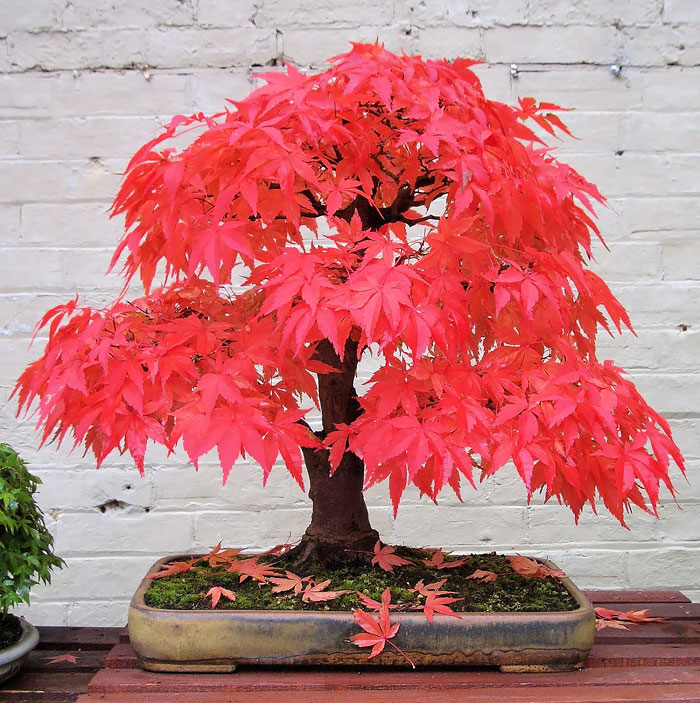 15 cây bonsai siêu độc có tiền mua cũng chẳng được - 5