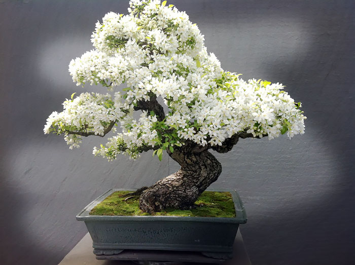 15 cây bonsai siêu độc có tiền mua cũng chẳng được - 6