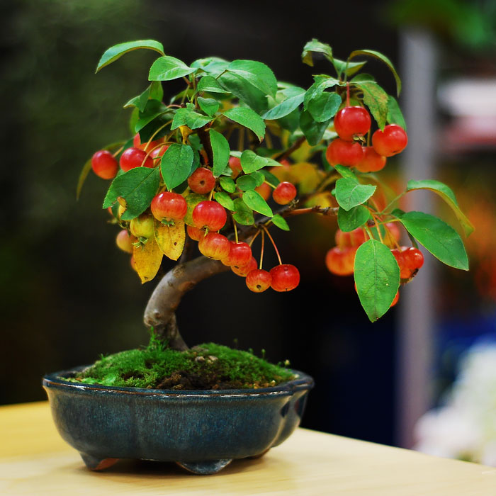 15 cây bonsai siêu độc có tiền mua cũng chẳng được - 7