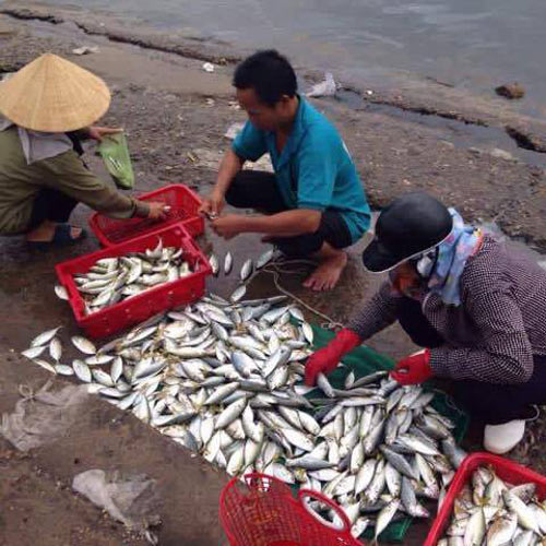 Tin mới nhất về kết quả kiểm nghiệm cá ở miền Trung - 1