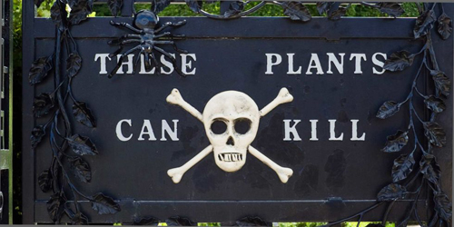 Rùng mình khu vườn quot;sờ vào đâu cũng chếtquot; - 1