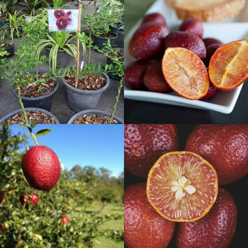 Lạ mắt chanh máu đỏ - trái lạ vị ngon - 2