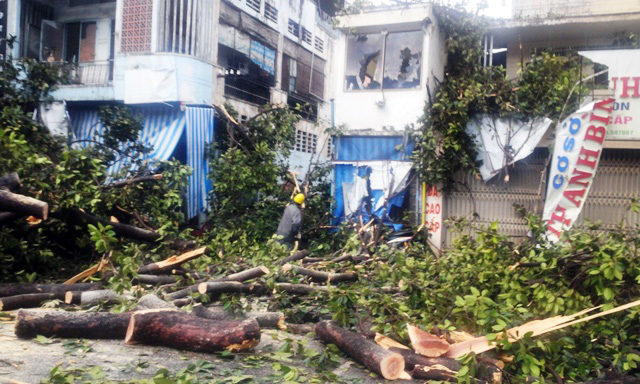 TPHCM: Cổ thụ đổ ầm xuống đường, người dân tháo chạy - 9
