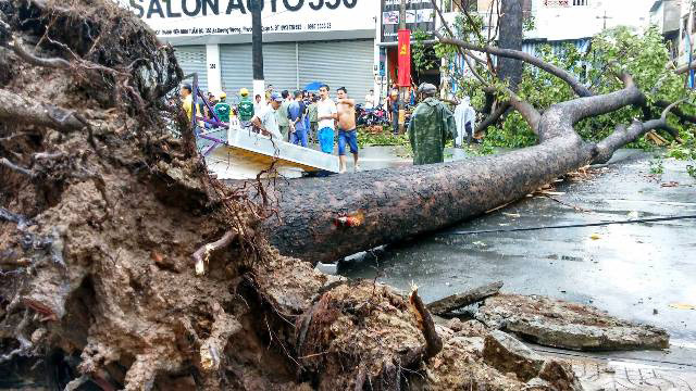 TPHCM: Cổ thụ đổ ầm xuống đường, người dân tháo chạy - 1